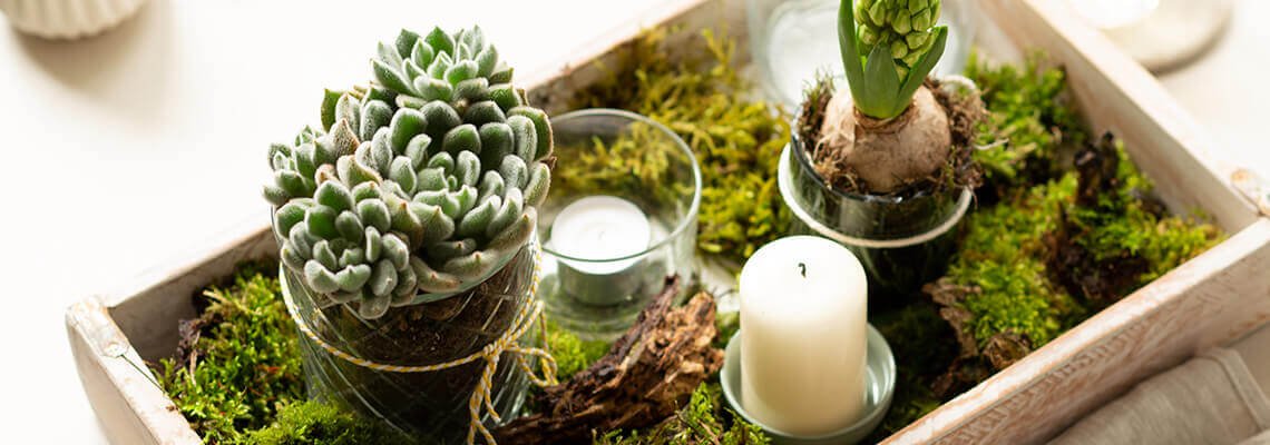 Mini-Garten für zu Hause